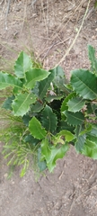 Elaeodendron croceum