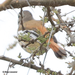 Cercotrichas leucophrys