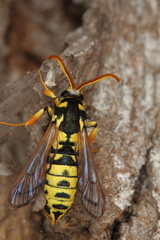 Eusphecia pimplaeformis