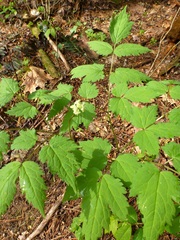 Actaea pachypoda