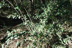 Cotoneaster glaucophyllus