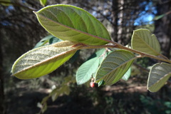 Cotoneaster glaucophyllus