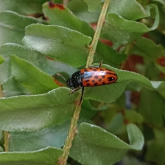 Pselaphacus signatus