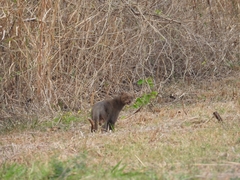 Herpailurus yagouaroundi