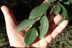 Cotoneaster glaucophyllus
