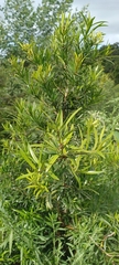 Podocarpus latifolius