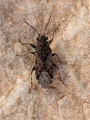 Heterogaster urticae