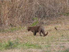Herpailurus yagouaroundi