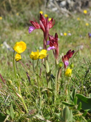 Anacamptis papilionacea