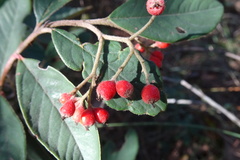 Cotoneaster glaucophyllus