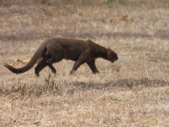 Herpailurus yagouaroundi