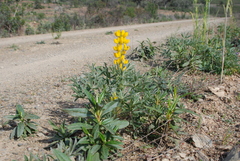 Lupinus luteus