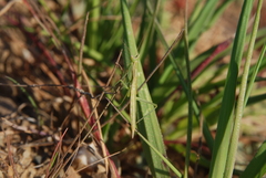 Apteromantis aptera