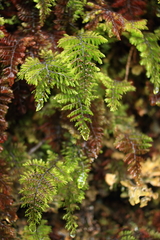 Hymenophyllales