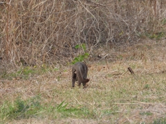 Herpailurus yagouaroundi