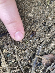 Tanystoma maculicolle