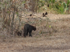 Herpailurus yagouaroundi