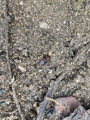 Tanystoma maculicolle