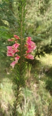 Erica discolor