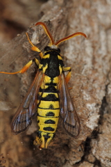 Eusphecia pimplaeformis