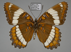 Limenitis arthemis rubrofasciata