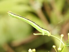 Catarhoe cuculata