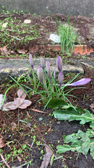 Crocus tommasinianus