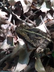 Dwarf Toad photo 5