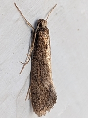 Evergestis isatidalis