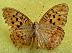 Argynnis laodice