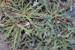 Launaea fragilis