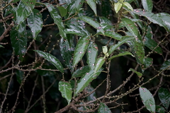 Melicytus ramiflorus