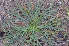 Launaea fragilis