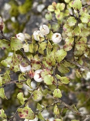 Gaultheria antipoda