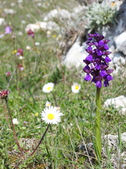 Anacamptis morio