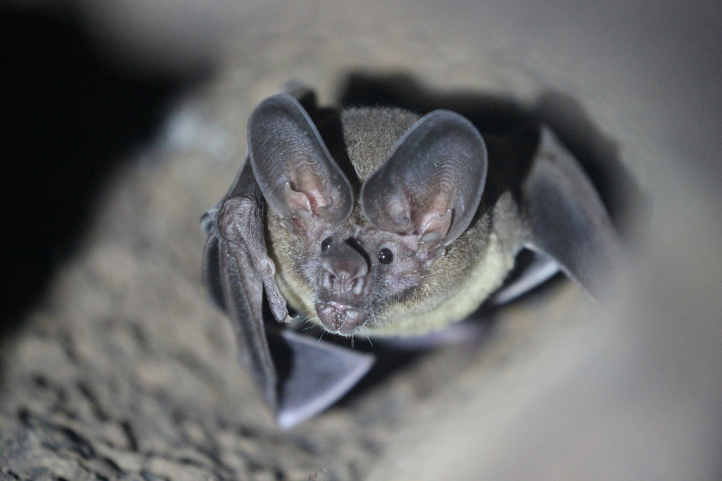 White-throated Round-eared Bat