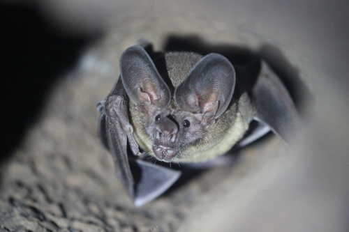 White-throated Round-eared Bat