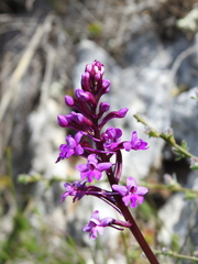 Orchis quadripunctata