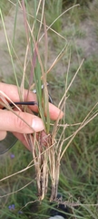 Eragrostis curvula