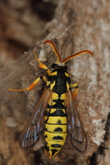 Eusphecia pimplaeformis