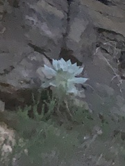 Dudleya brittonii