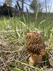 Verpa bohemica