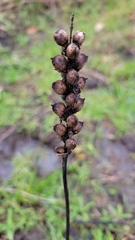 Bellardia trixago
