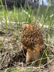 Verpa bohemica