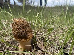 Verpa bohemica