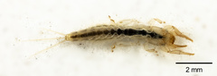 Polymitarcyidae