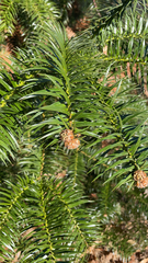 Cunninghamia lanceolata
