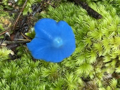 Entoloma hochstetteri