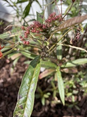 Asclepias curassavica