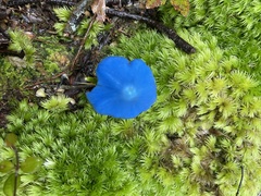 Entoloma hochstetteri